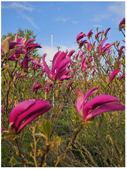 Forårsfest i boborger.dk Forårsfest i boborger.dk